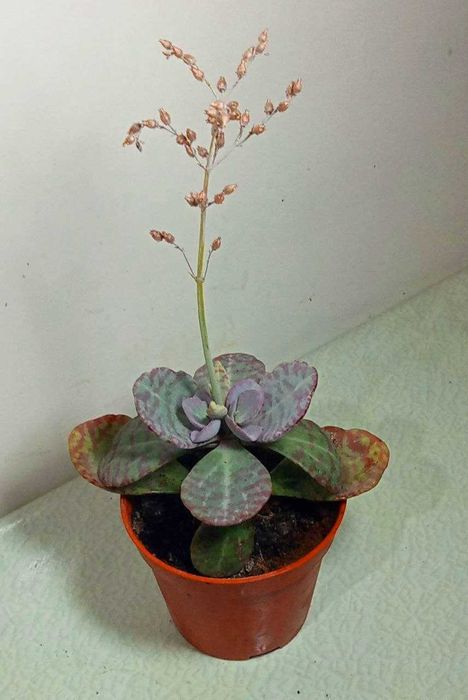 Продам. Каланхоэ хумилис.