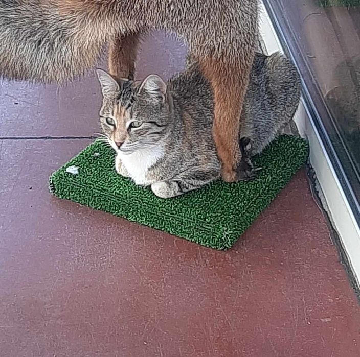 Трицветна котка търси дом, много добра и гальовна