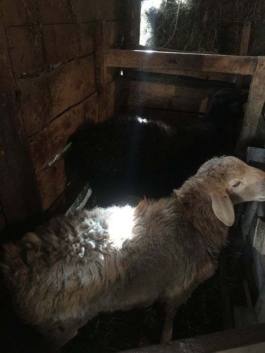 Продаются бараны