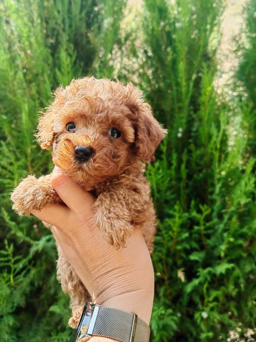 Кученце пудел той