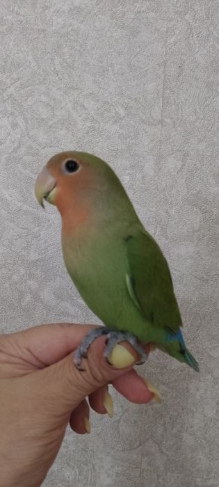 Ручной неразлучник.