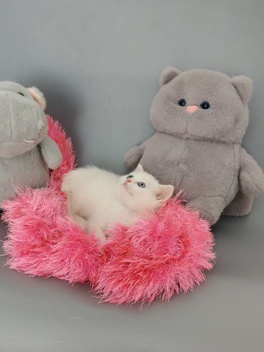 Белые котята Британцы