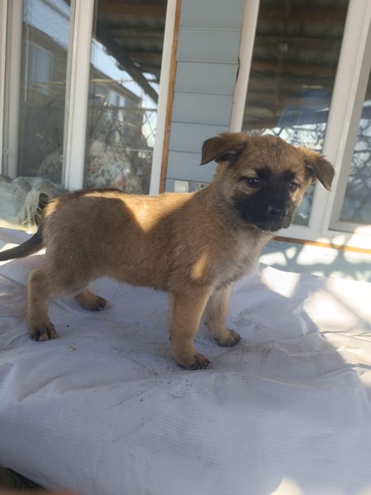 Отдаются щенки последние  2 девочки