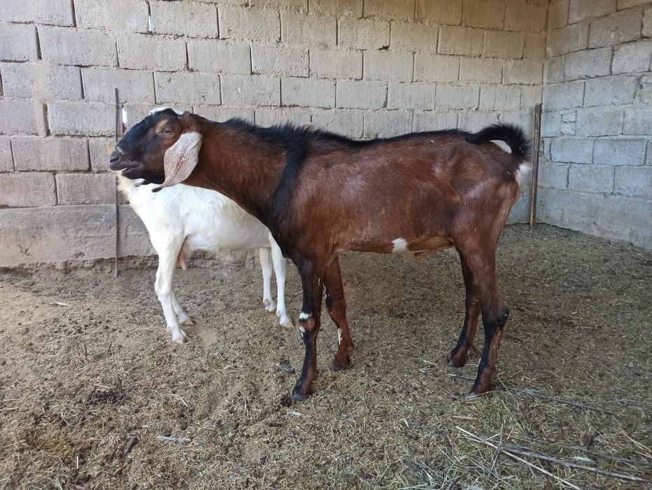 Теке ешкі сатылады