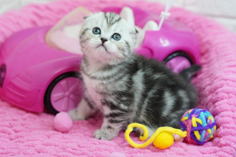 Шотландские котята мраморята