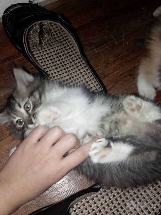 Отдам в добрые руки котят