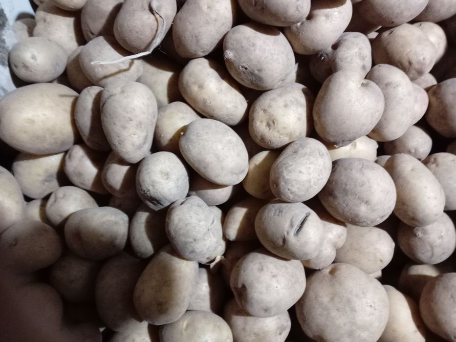 Продам картофель дачный!