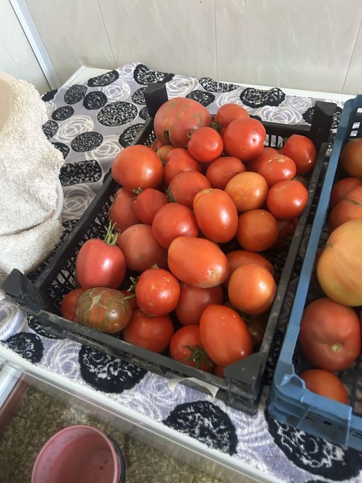Продам домашние помидоры