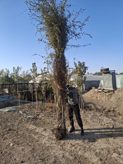 Вяз Карагаш Тополь ясин клён