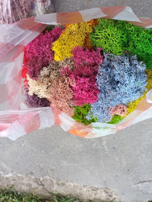 Отпадачен скандинавски мъх