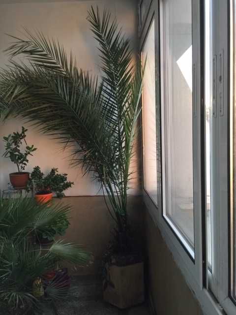 голяма палма в саксия