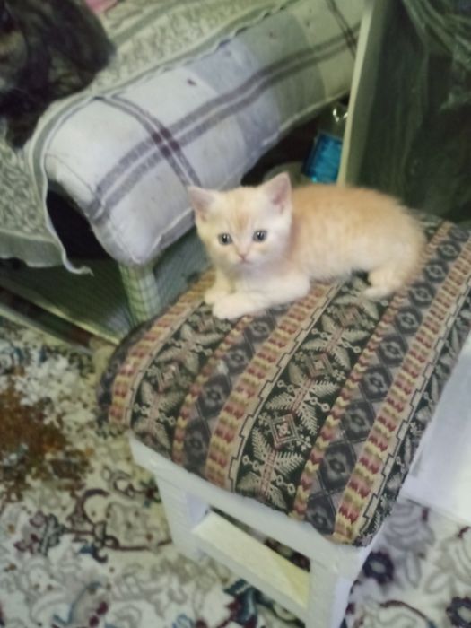 Шотландские фолды ко всему приучены родились 15 ноября