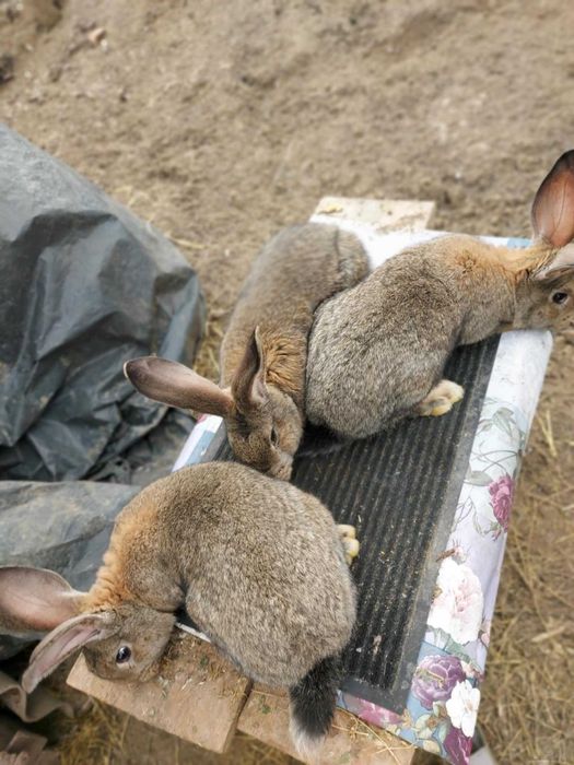 Vand iepuri rasa mare 3 luni 5 femele 3 masculi 100 lei buc