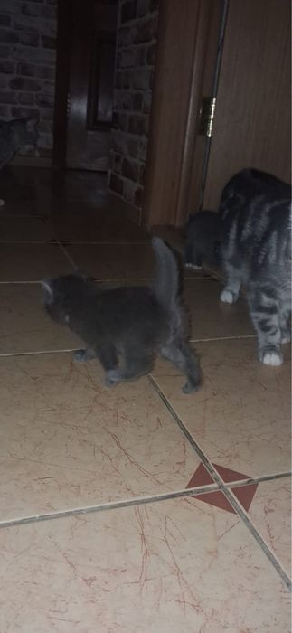 Шотландские котята