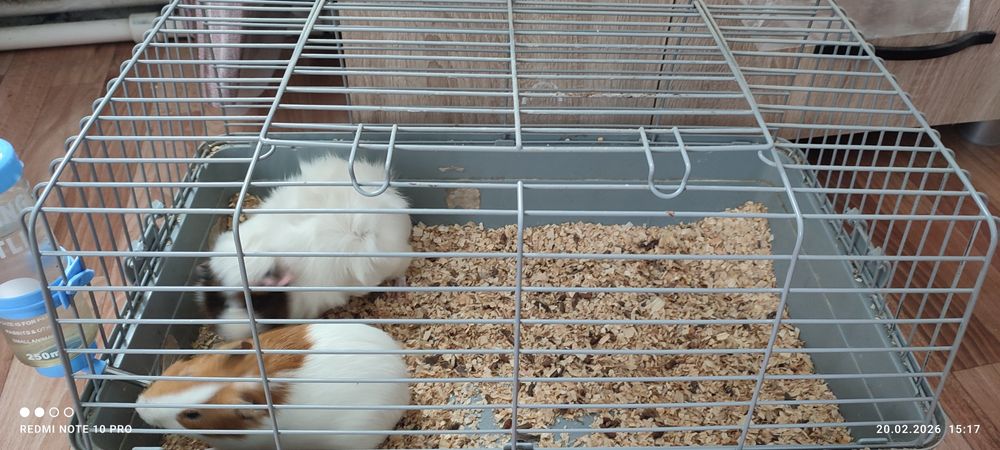 Морские свинки самец с самкой