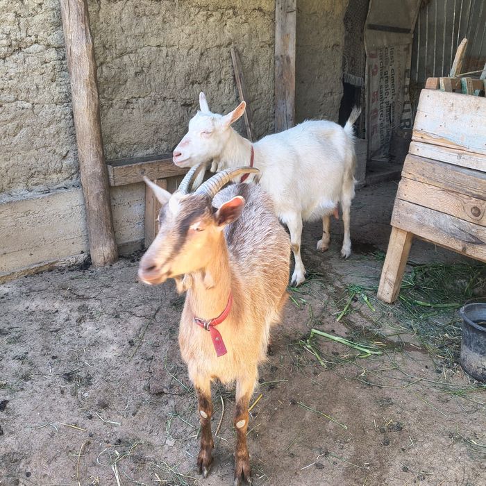 Două Capre Sanen