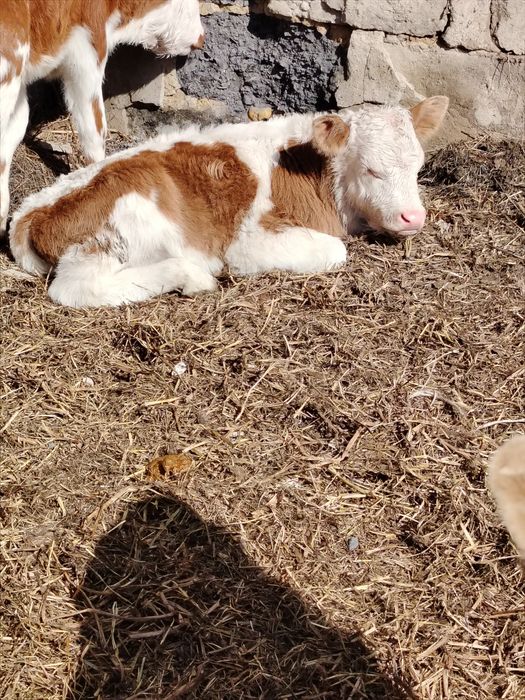 Продам 2х  телят