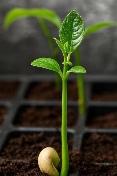 Seminte Jackfruit - pom fructifer exotic