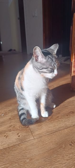 Отдам красивого котенка