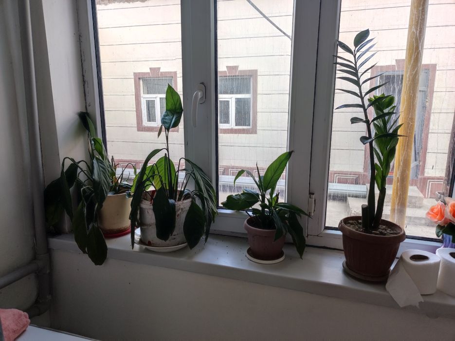 Домашные цветы сатылады
