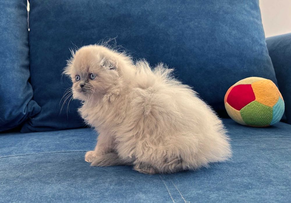 Pisicuță Scottish Fold Loghair, Blue-point de cea mai înaltă calitate. Pedigree. 2 luni