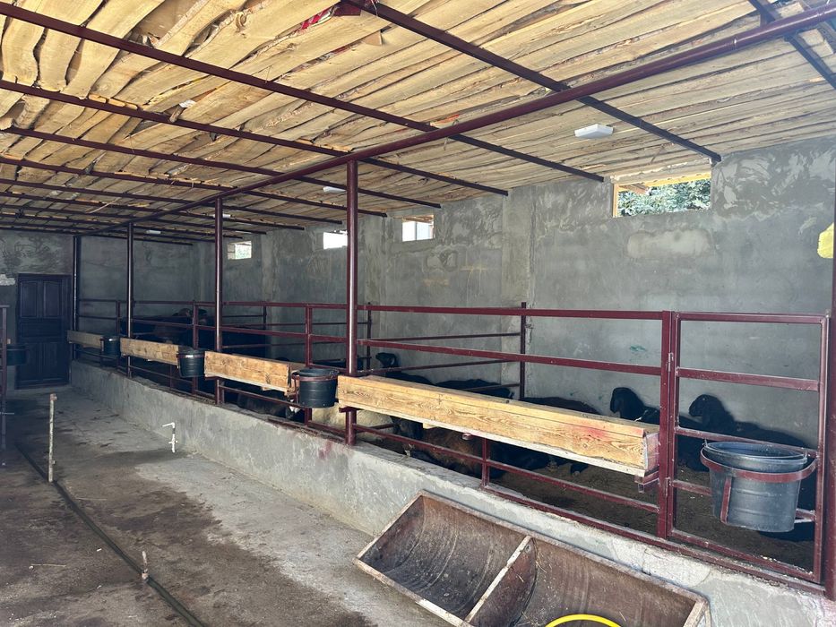 Qo’ylar sotiladi