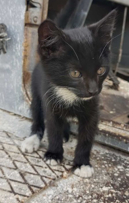 Отдаём в добрые руки котят