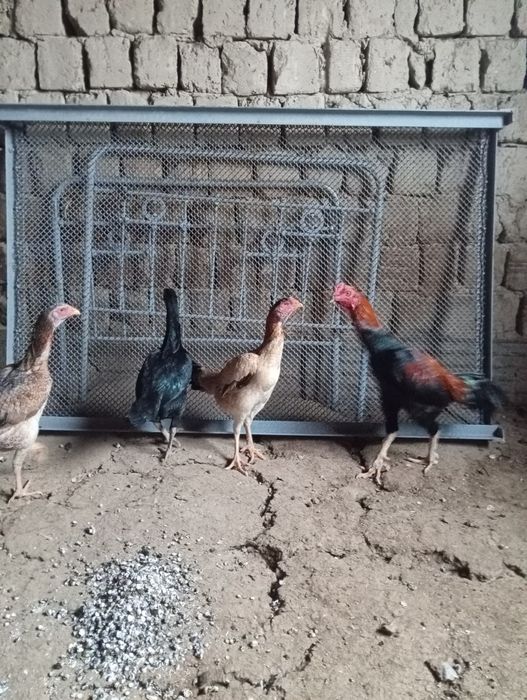 Тауык кораздар сатылады