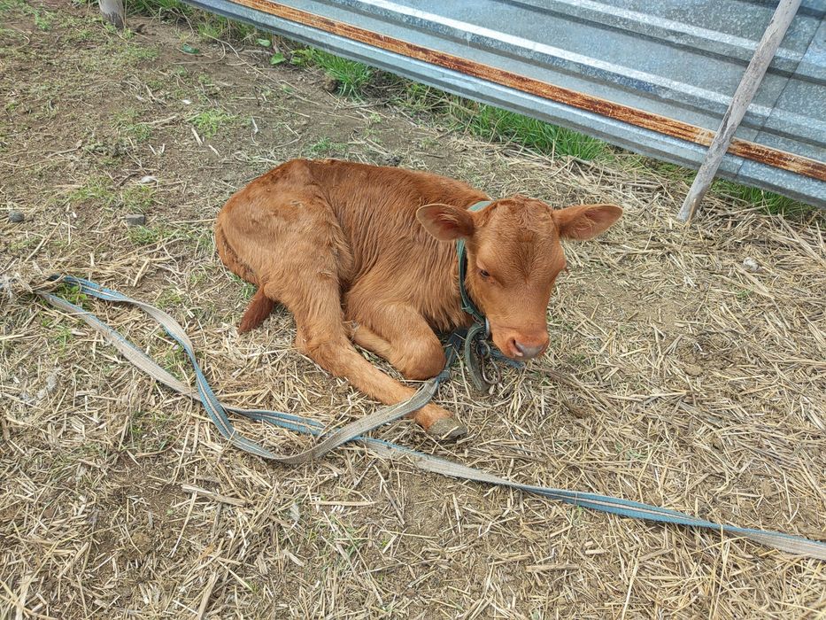 Продам двух телят