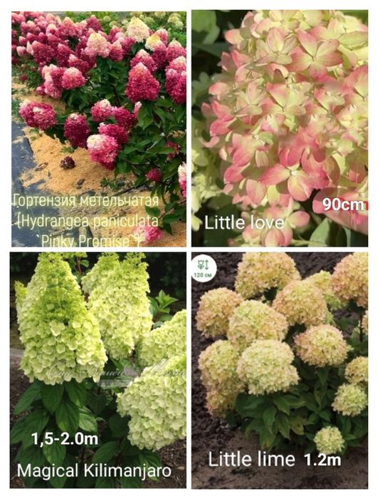 Продажа гортензии