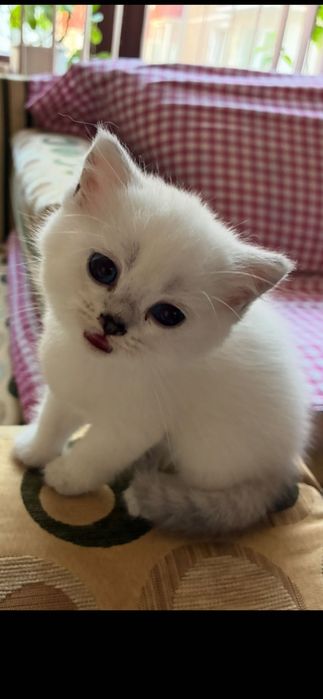Британски котета