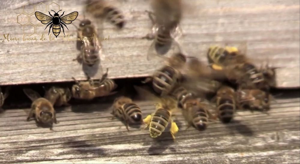 Miere naturala - Miere Poliflora