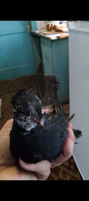 Голуби, голуби молодые.