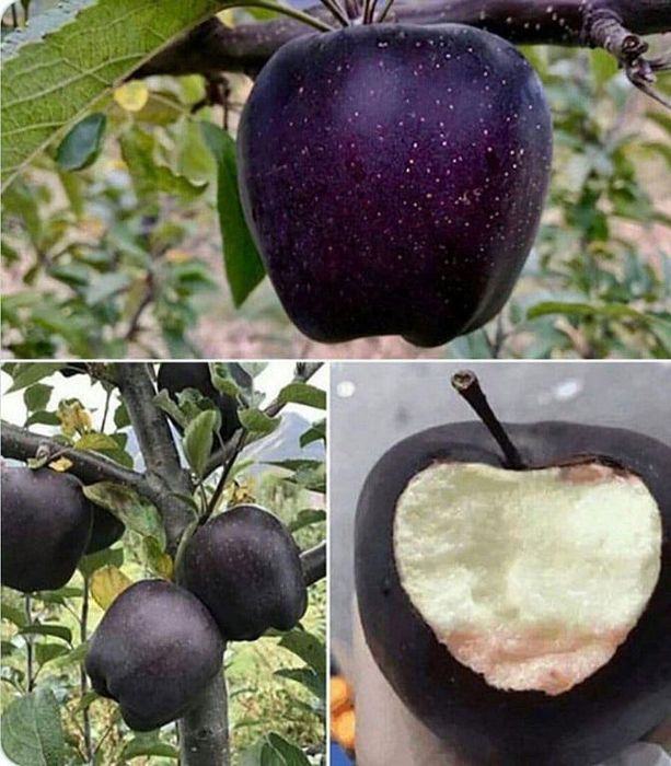 Măr Black Diamond la Ghiveci