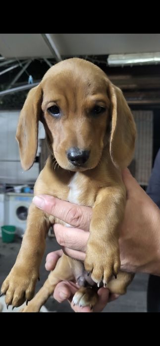 Такса щенки 2 месяца.