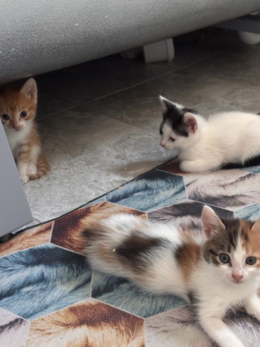 Котятки ищут дом