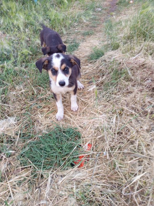 Отдам щенков девочки