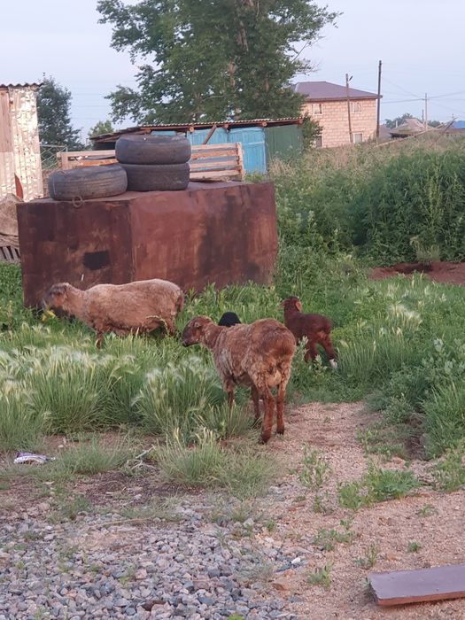 Продам барана с ягненком