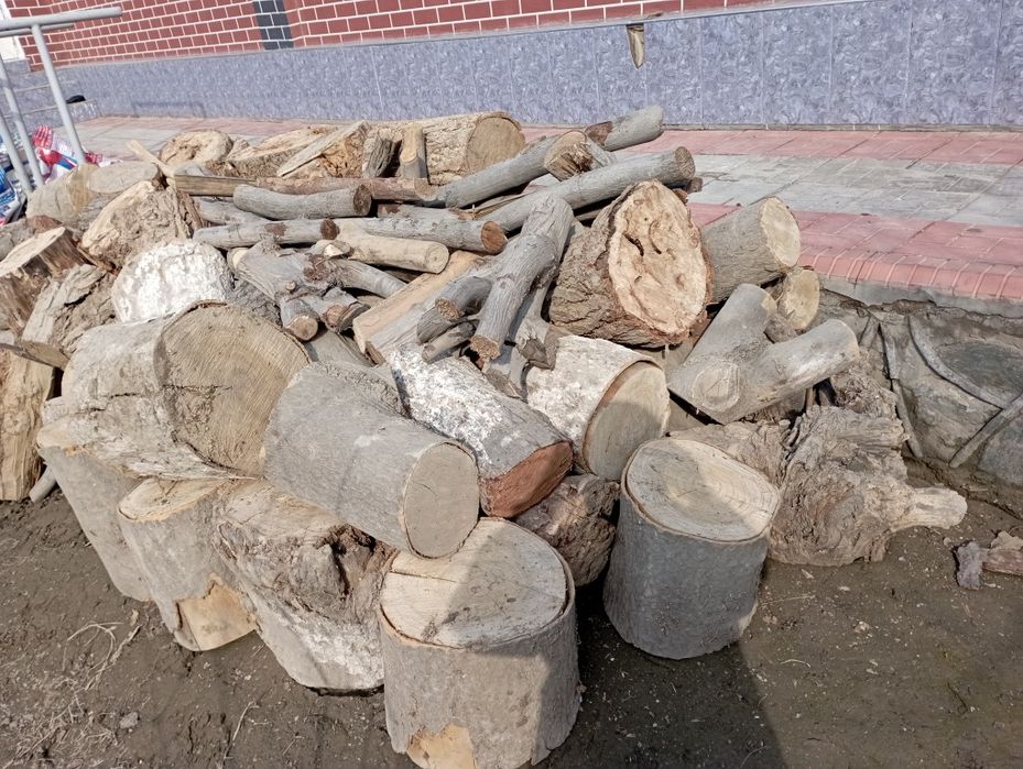 Утин анча бор, хаммаси кесиб тахланган.