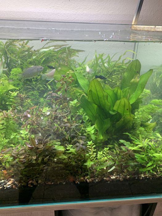 Аквариумингиз учунтурли хил усимликла