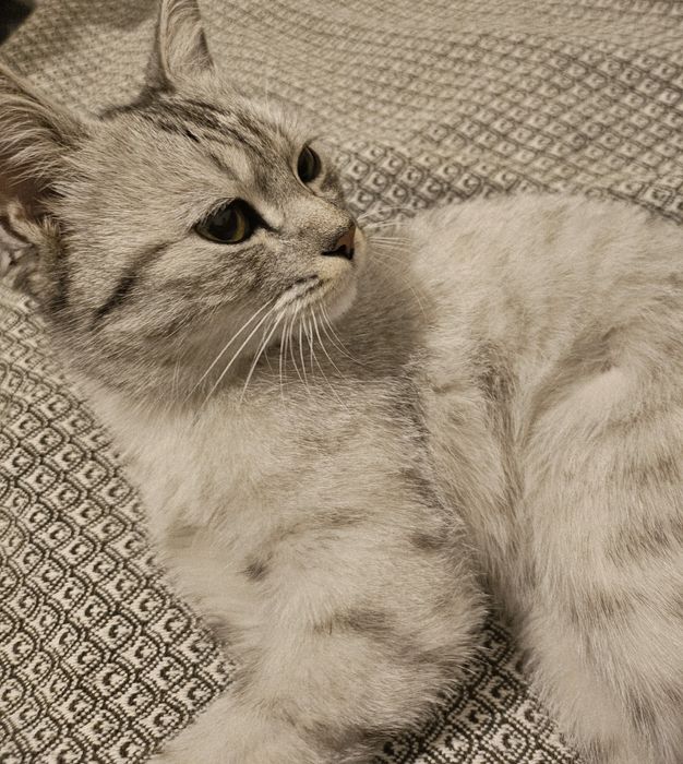 Ласковая девочка кошечка ищет любящую семью!