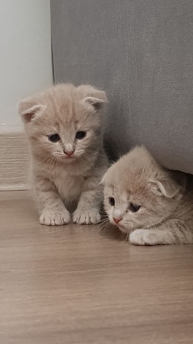 Породистые котята