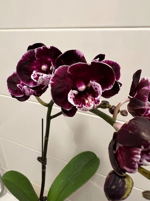 Продам сортовые орхидеи