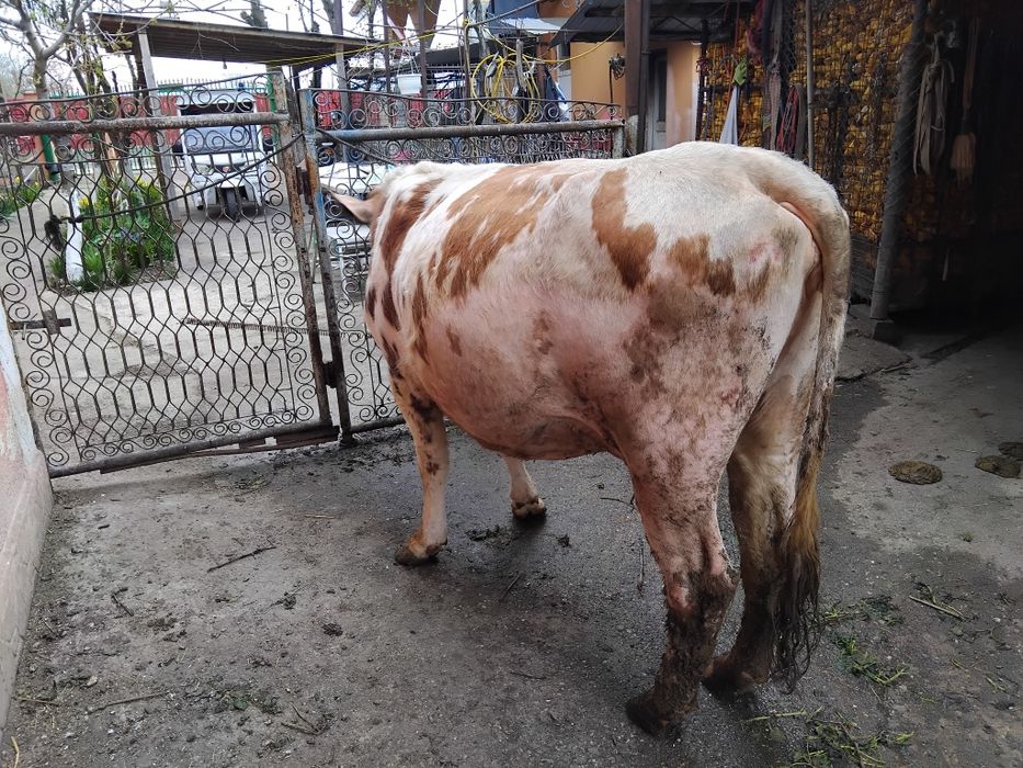 Vând vacă gestantă