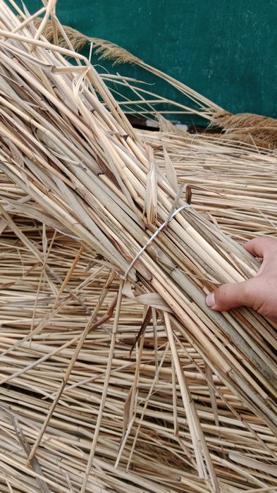 Камыс 270 теге шымкет