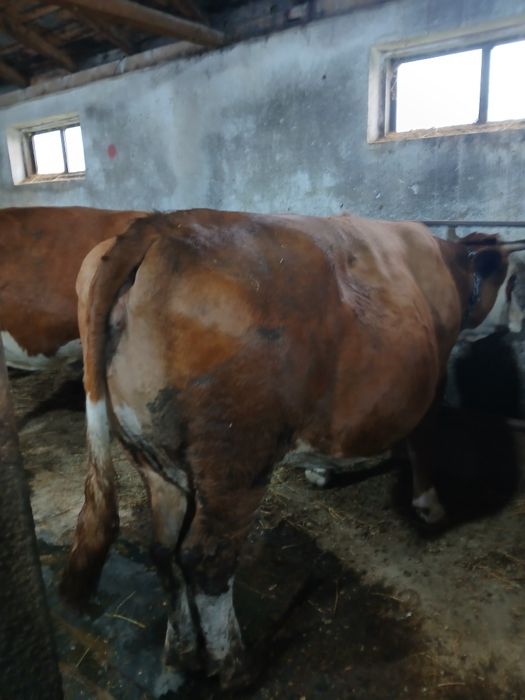 Vând 2 vaci baltata