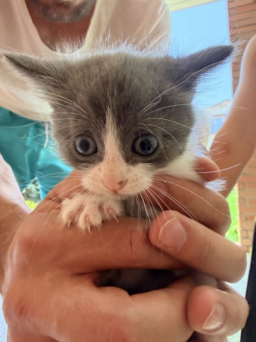 Котята беслатно, 2 месяца