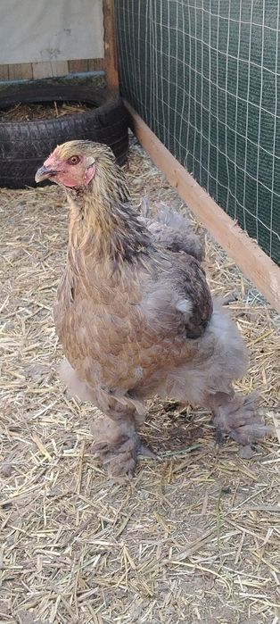 Găini de rasă  brahma