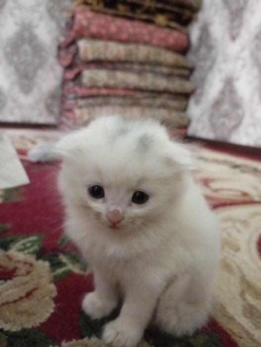 Mushuk bolalari sotiladi