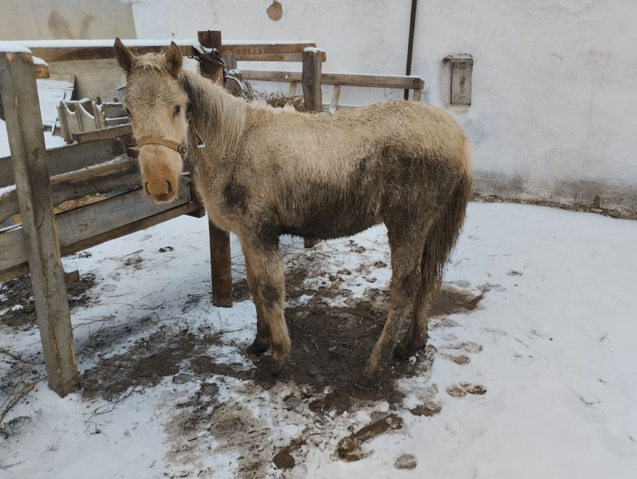 Продам жабағы на откорме